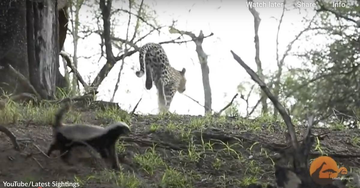 Irate Honey Badger Mama Attacks Leopard
