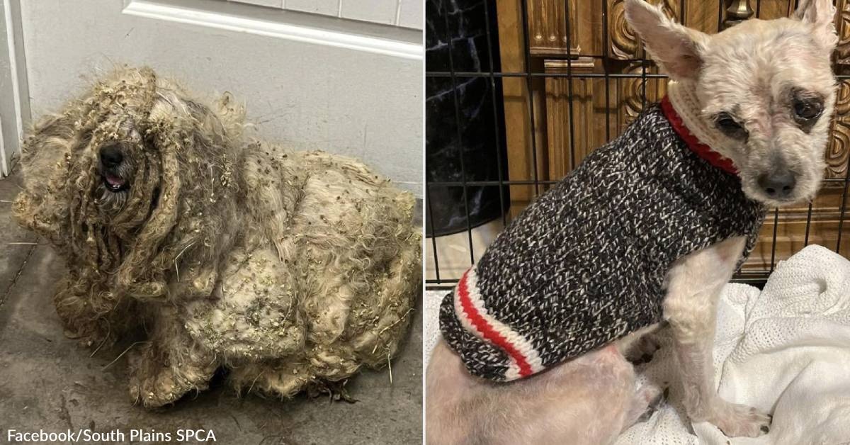 Rescue Dog Unrecognizable After Haircut