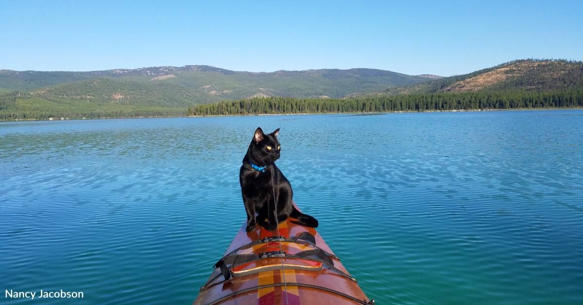Rescue Cats Loves Going on Kayak