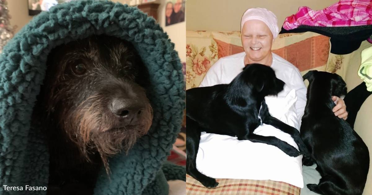 Rescue Dog Helps Human Through Cancer