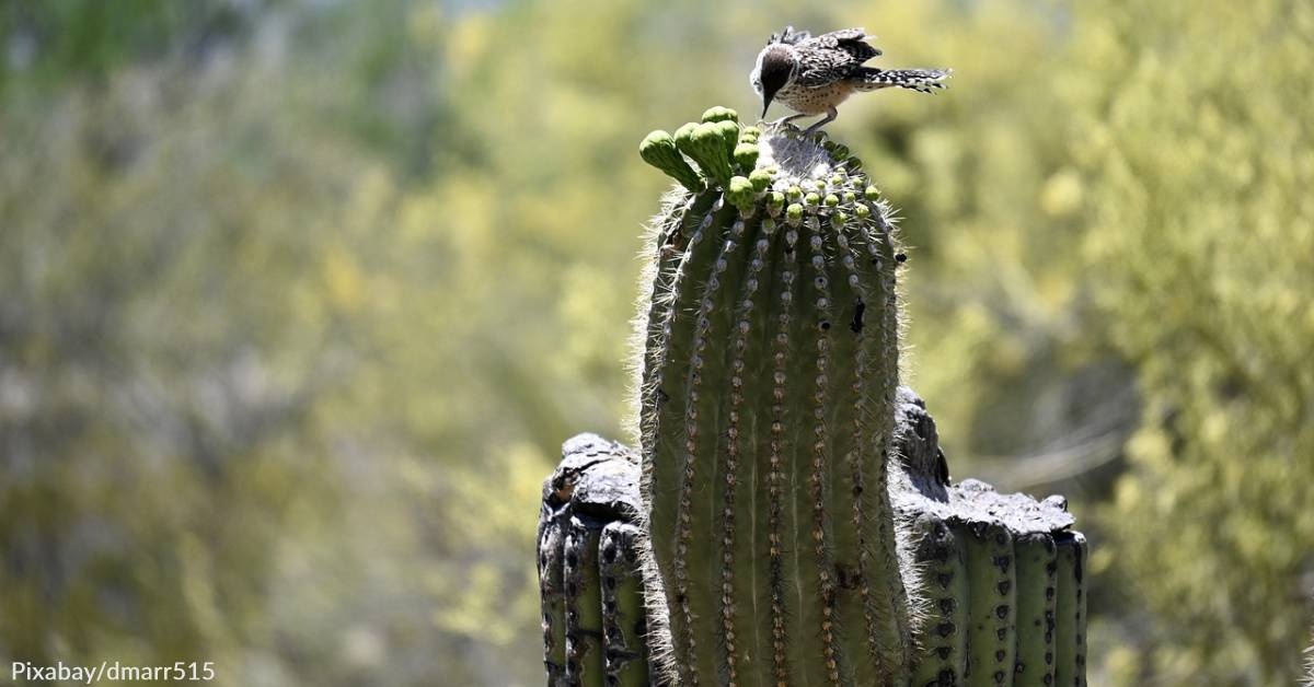 Saguaros Suffer Irreversible Heat Damage