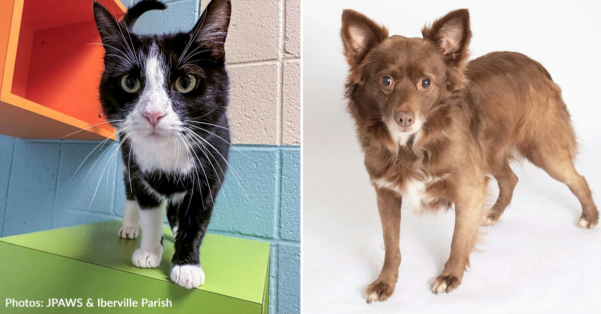The animal rescue site click to feed rescue animals