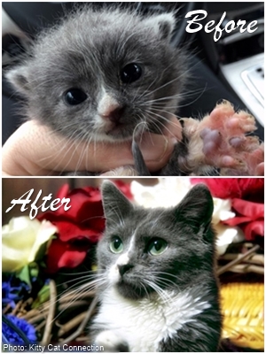 Monsoon as a tiny frightened kitten and all grown up and happy