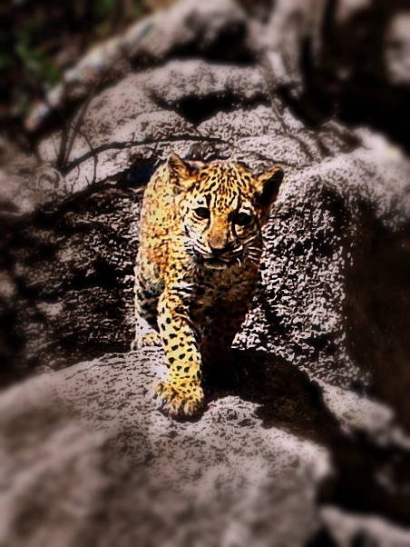 glorious tawny jaguar in a creekbed with eyes glowing from the camera trap flash