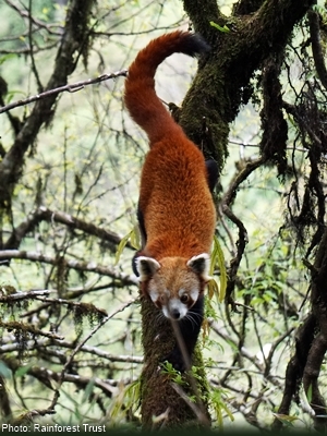 red panda walking down a moss-covered tree branch