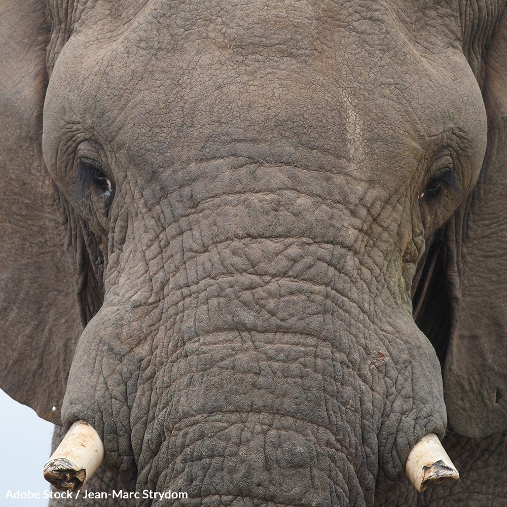 AfricanElephants 1000x1000 petition - Gabon Marks Decisive Victory Over Illegal Ivory Trafficking