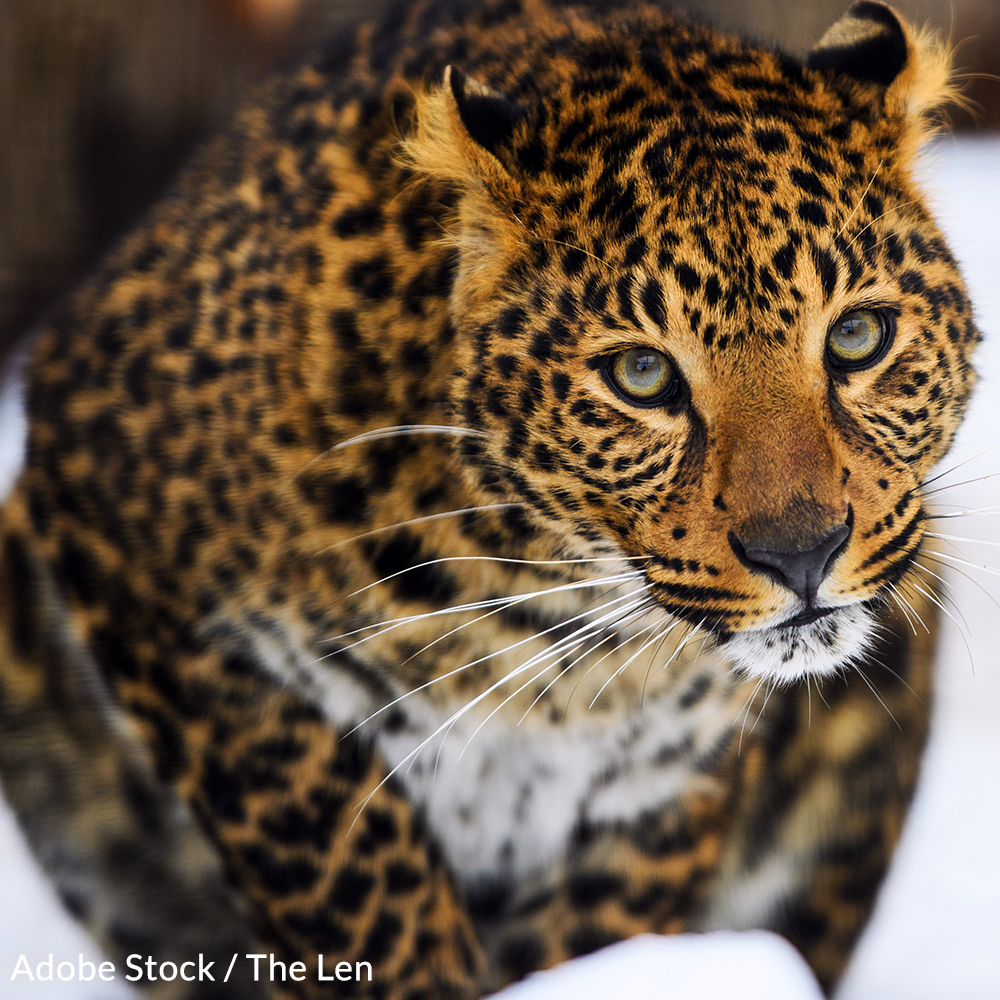 Only a few dozen Amur leopards remain alive in the wild. Join the fight to save this species from disappearing forever!