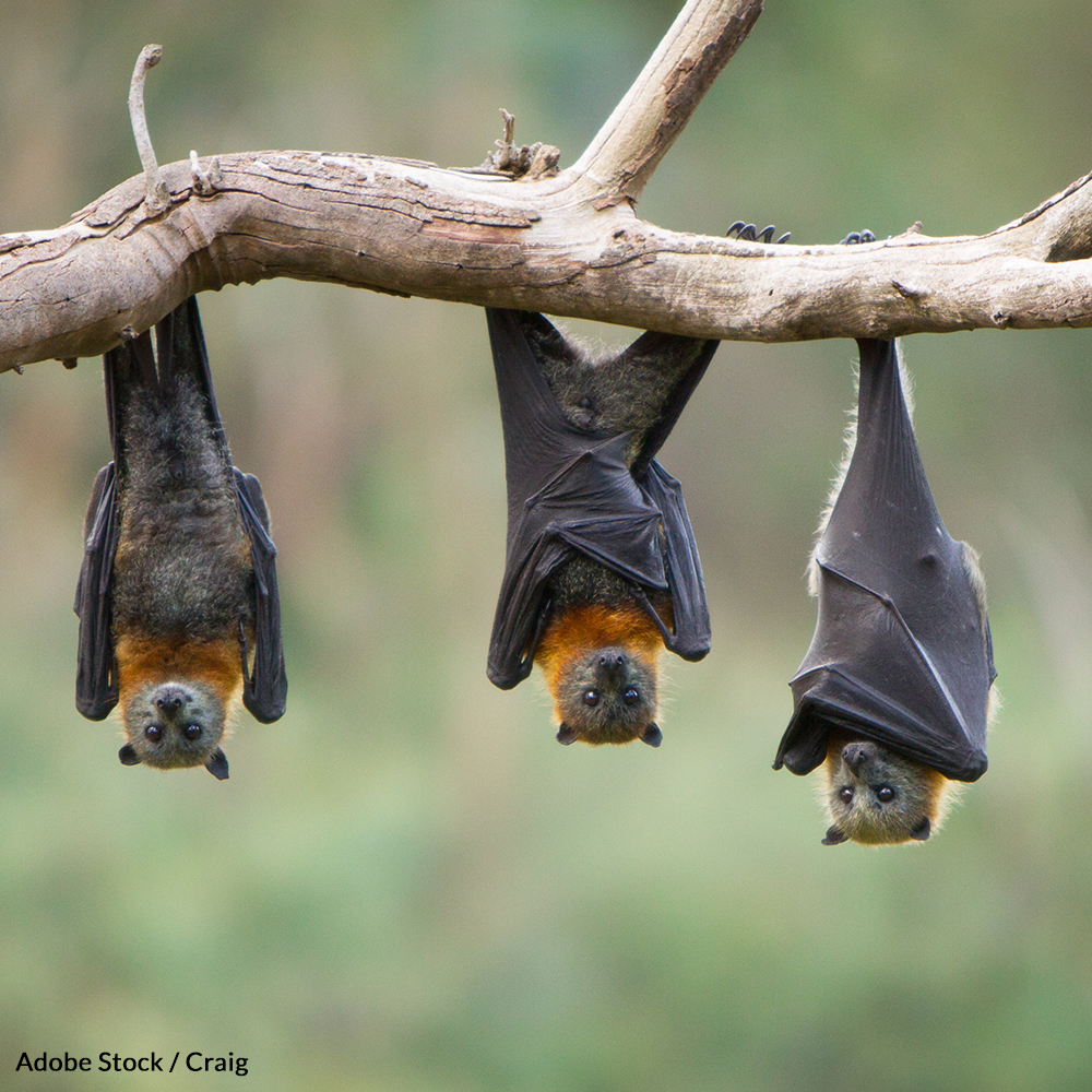 Don't let white-nose syndrome deplete the bat population that saves American crops from disaster!