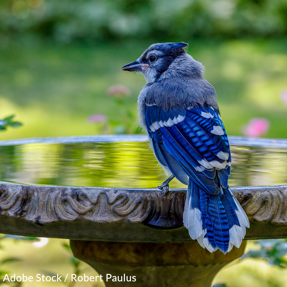 Birdbath Pledge 1000x1000 petition - How Backyard Bird Watchers Can Protect Songbirds From A Mysterious Disease