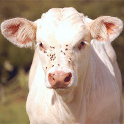 Stop this unnecessary and painful practice from continuing on America's farms.