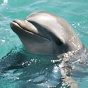 Save The Dolphin-Safe Tuna Label!