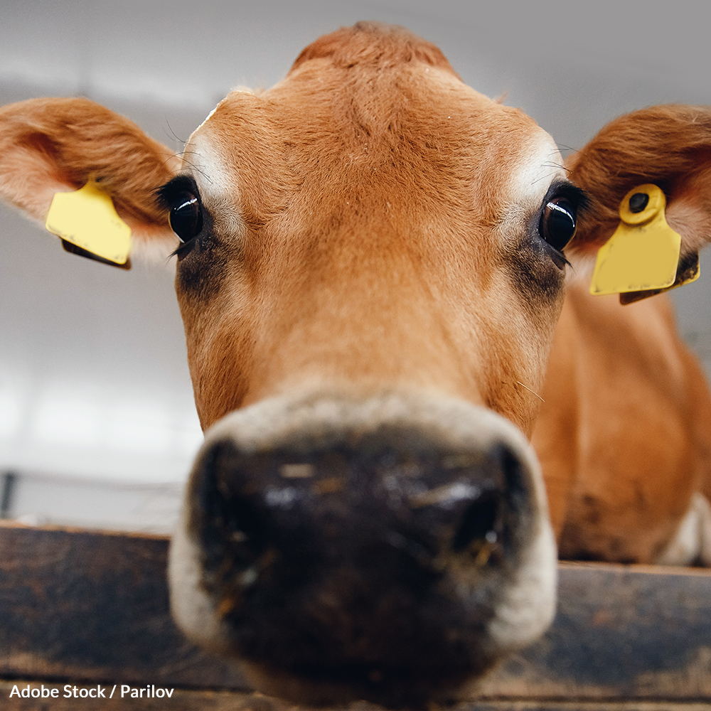 Tell the USDA to end its cruel and deadly treatment of livestock to help meat producers turn a profit.