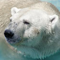 Tell Secretary Salazar: Take a Stand for the Polar Bears!