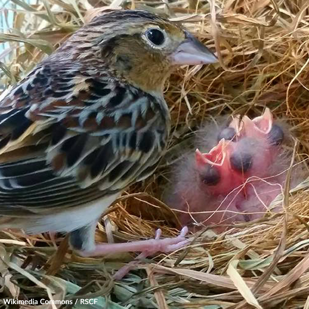 Over-development and habitat loss are driving the rare Florida Grasshopper Sparrow to extinction. Take a stand!