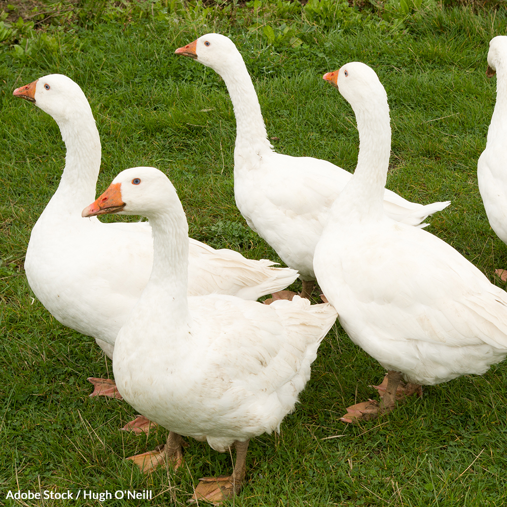 FoieGras 1000x1000 petition - Foie Gras Production Demands A Horrific Life For Ducks And Geese