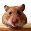 Tell Sun Pet Ltd.: No More Hamster Killing!