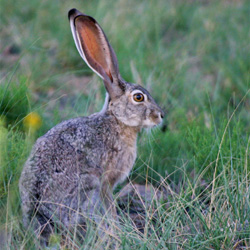 Hare coursing is cruel and inhumane, and causes needless death and injury to countless hares per year in Ireland. Take action!