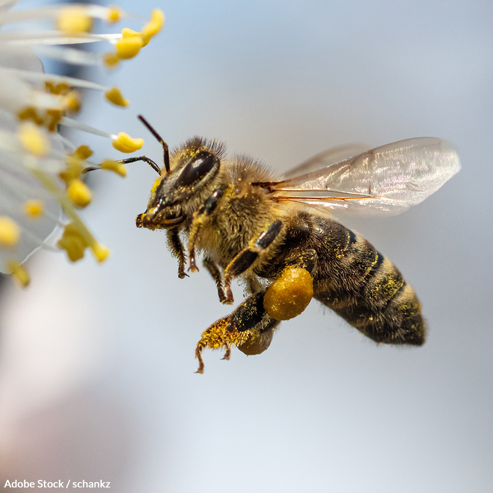 Honey bees are responsible for 90% of flowering plants and more than a third of all crop production. They must be protected!