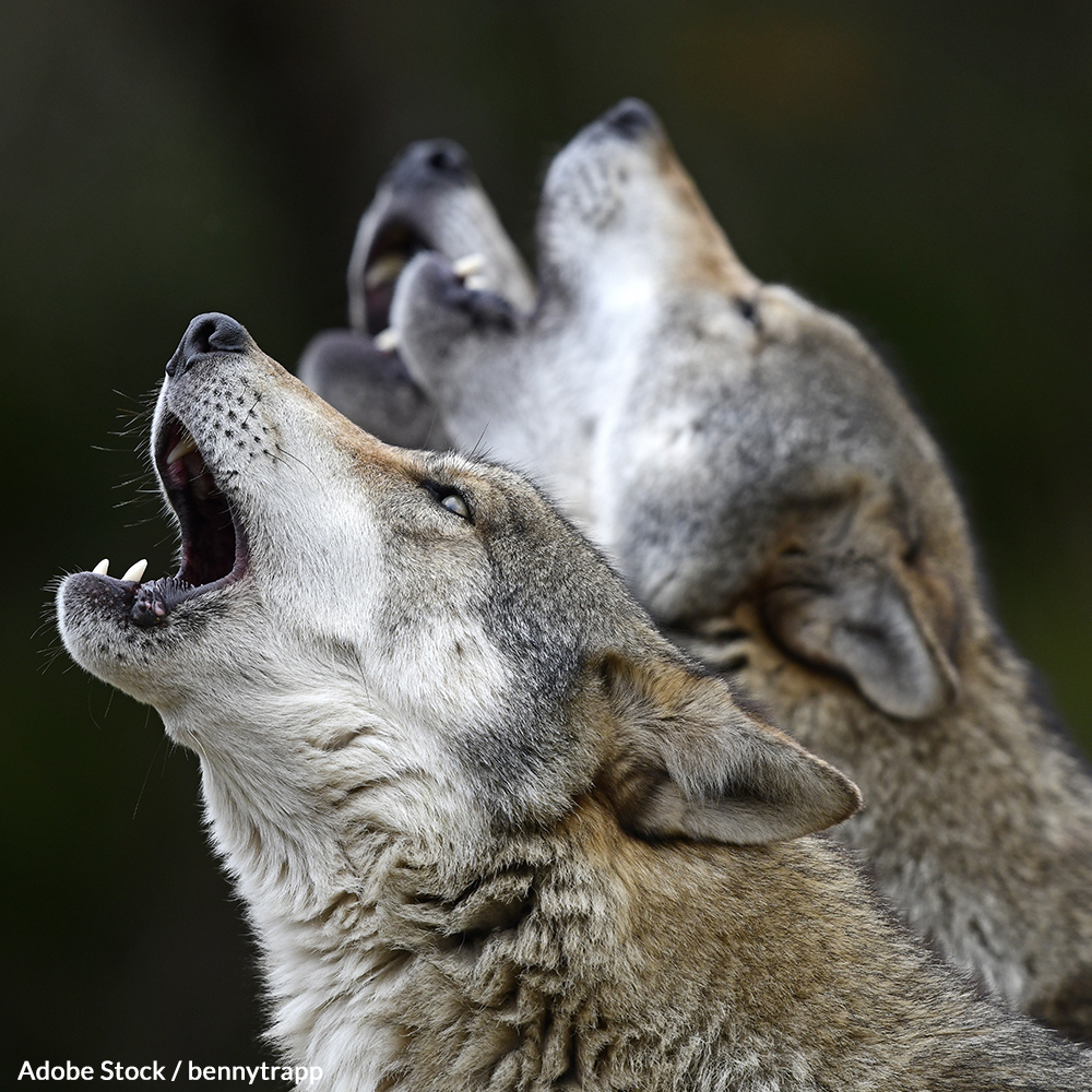 Idaho's Governor has approved a measure to kill 90% of the state's wolves. Demand an end to this slaughter!