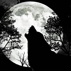 Oppose the recent de-listing of Northern Rockies wolves from the endangered species list! Take action!