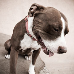 Tell Google to remove the KG Dogfighting application from its marketplace.