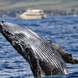 Urge Australia's environment minister to speak out for these majestic creatures.