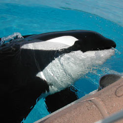 Tell Miami Seaquarium to release Lolita the killer whale from the abhorrent conditions in which they keep her.Take action!