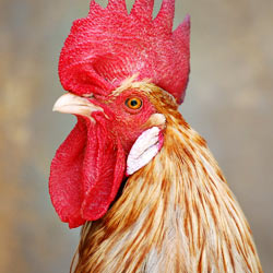 Tell McDonald's to support animal welfare and choose cage-free eggs.