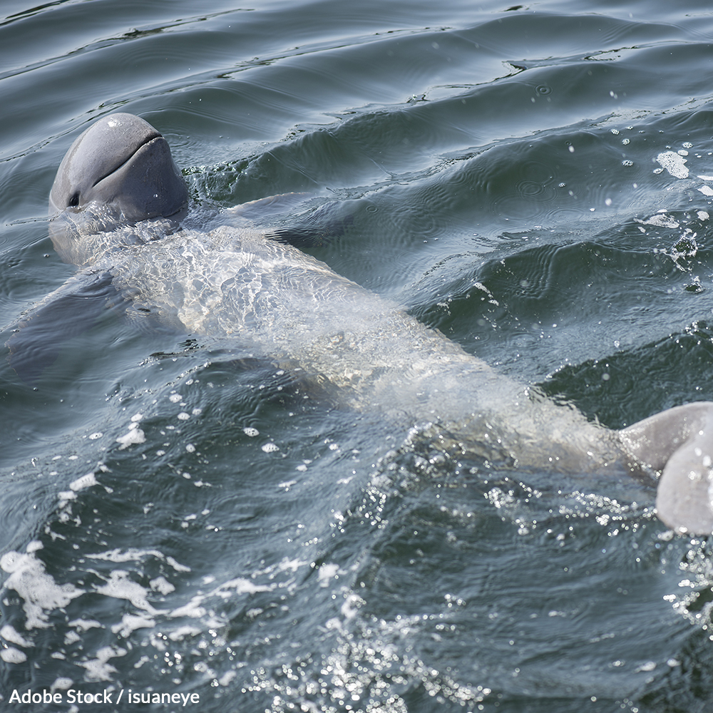 Demand Laos and Cambodia take action to protect the Irrawaddy dolphin's habitat from contamination.