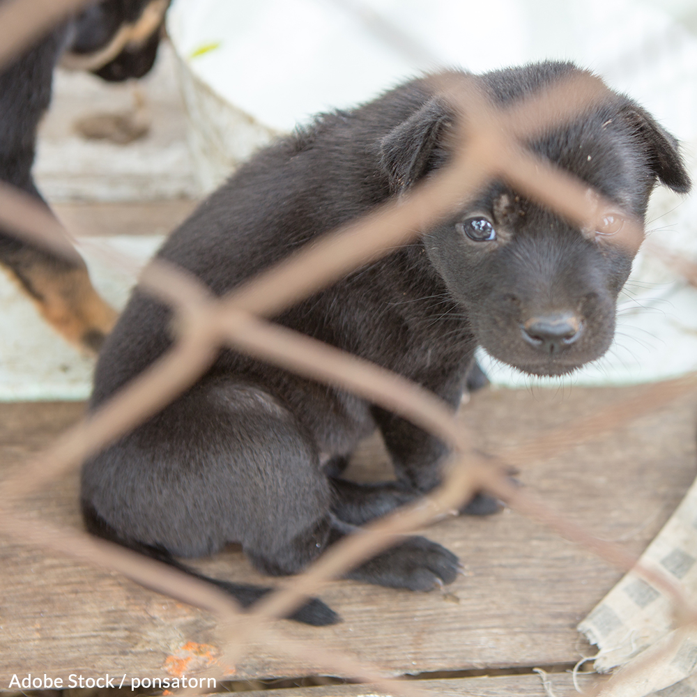 Stop Puppy Mill Suffering in Missouri