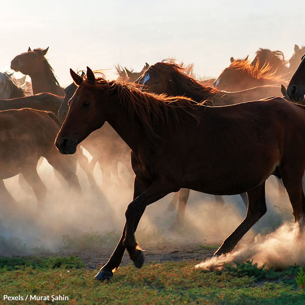 NevadaHorseRoundups 1000x1000 petition - 6,000 Additional Wild Horses Will Be Rounded Up As Officials Blame Drought Conditions