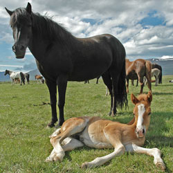 The Bureau of Land Management uses dangerous and deadly techniques to round up wild mustangs. Put a stop to this cruel practice.