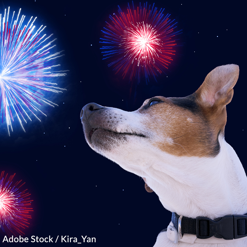 Take the Pet Friendly Fireworks Pledge!