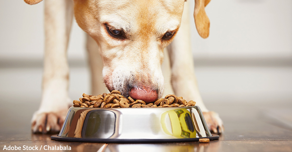 Let's move forward with stronger pet food safety standards. It's time!