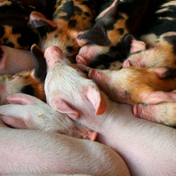 Don't allow South Korea to bury their livestock alive in dirt pits!