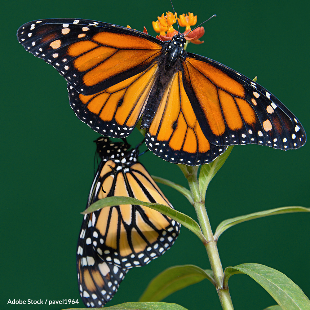 The U.S. Fish & Wildlife Service admits that the Monarch Butterfly is endangered. Let's make it official!