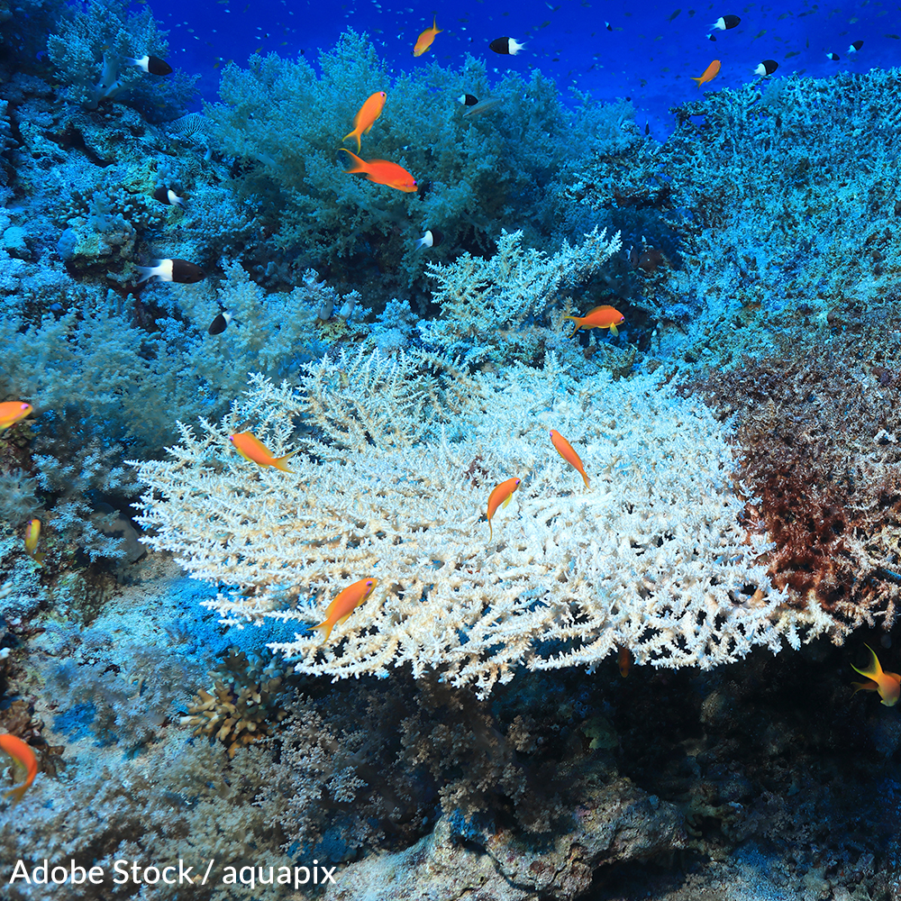 Australia isn't doing enough to protect the Great Barrier Reef from the effects of climate change. Demand action now!