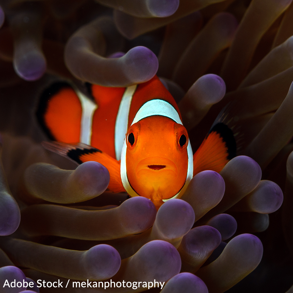 Protect the Clownfish from Extinction