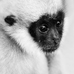 Help ensure a future for endangered spider monkeys in Central America.