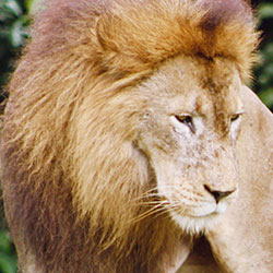 Tell the International Union for Conservation of Nature that vulnerable species shouldn't be allowed in game hunts.