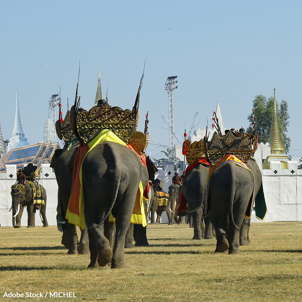 Put an end to suffering at the Surin Elephant Festival in Thailand!