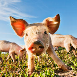 Thank food service firm Bon Appetit for setting the standard for humane animal treatment in the food industry.