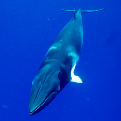 Tell six Caribbean nations to stop voting against the whales!