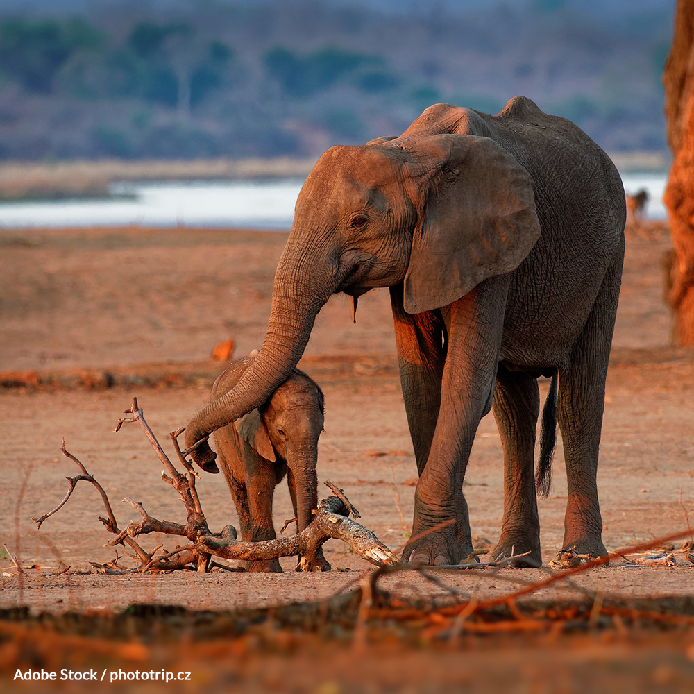 Save Elephant Calves from Abuse and Exploitation