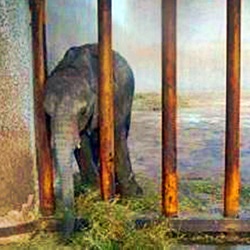 Zimbabwe kidnapped nearly 200 baby elephants. Now the government is selling them to China to be used as entertainment.