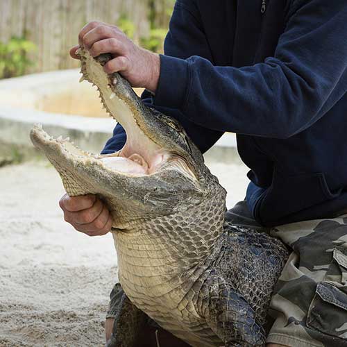 Help put a stop to the roadside entertainment industry's abuse of alligators.