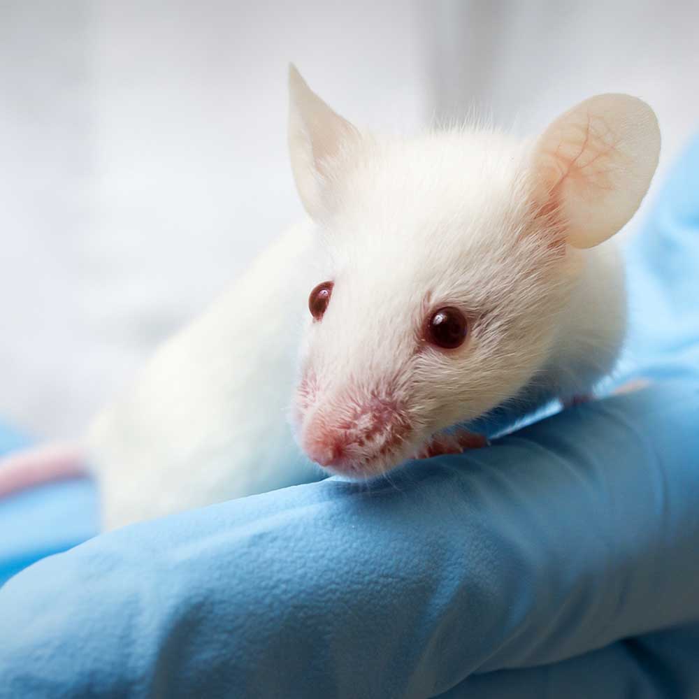 End Cruel and Unnecessary Animal Testing Now!