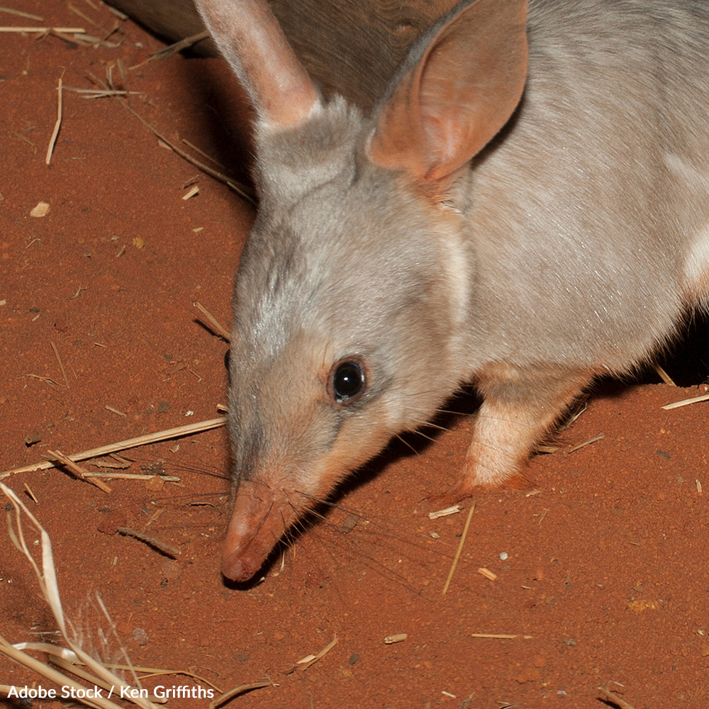 Australia: Protect The Bilby Without Poison