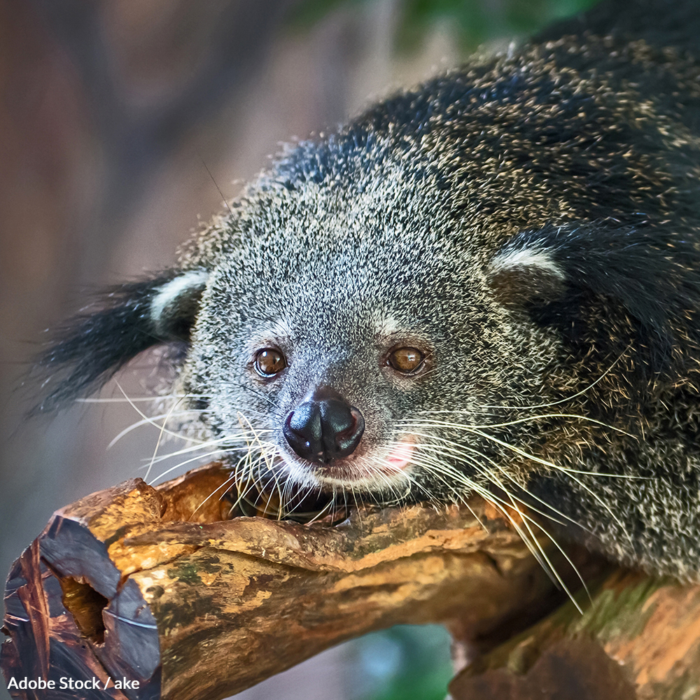 binturong conservation 1000x1000 petition - What We Don’t Know About The Binturong Could Lead To It’s Extinction