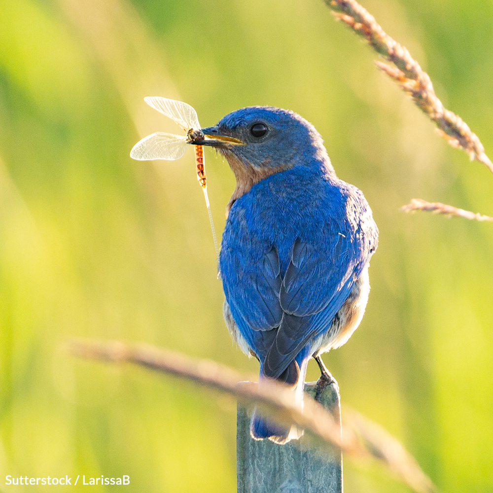 Stand up against bird-killing pesticides!